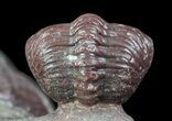 Red Barrandeops Trilobite With Enrolled Specimen #66343-7